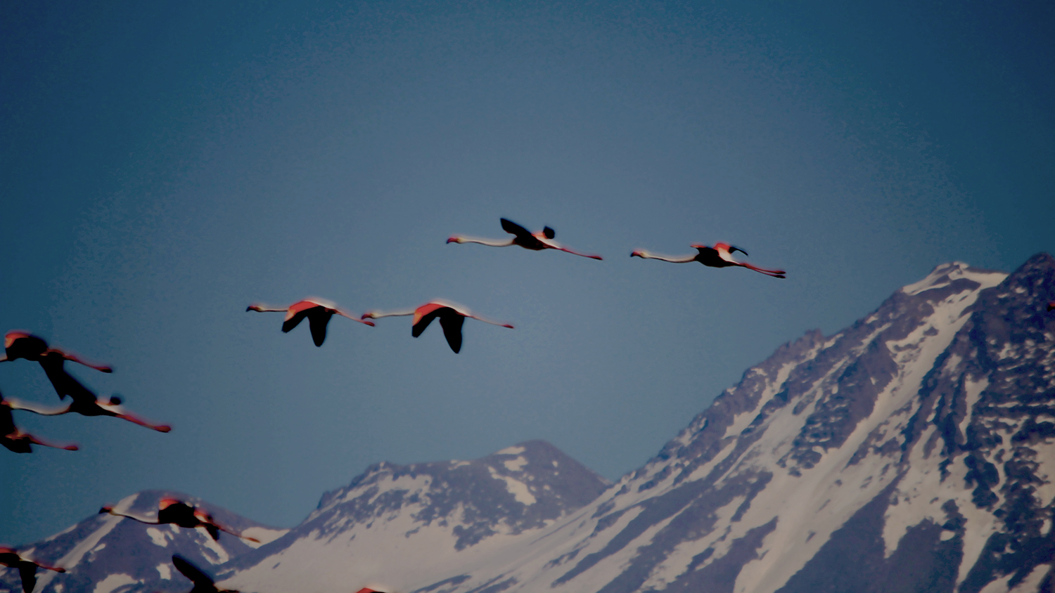 Greater Flamingo
